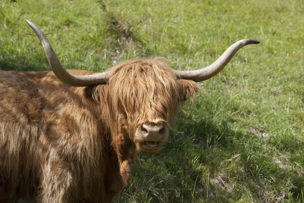 Highland kráva v vyzařuje světlo — Stock fotografie