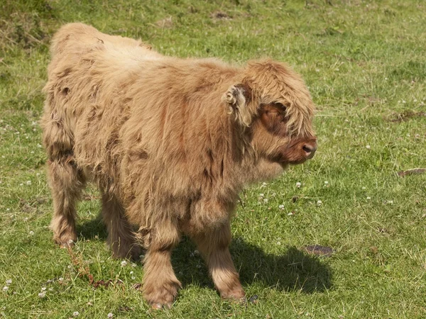 Горный теленок на лугу — стоковое фото