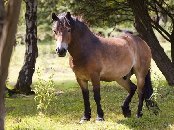 Exmoor pony in bos 2 — Stockfoto