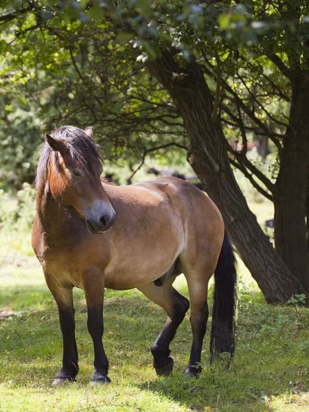 Exmoor ponei în pădure — Fotografie, imagine de stoc