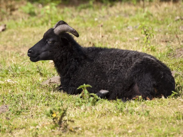 Hebridean sheep — Stock Photo, Image