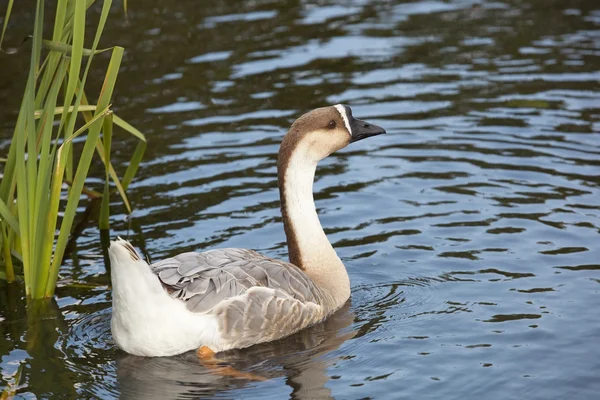 Cisne de ganso fêmea 2 — Fotografia de Stock