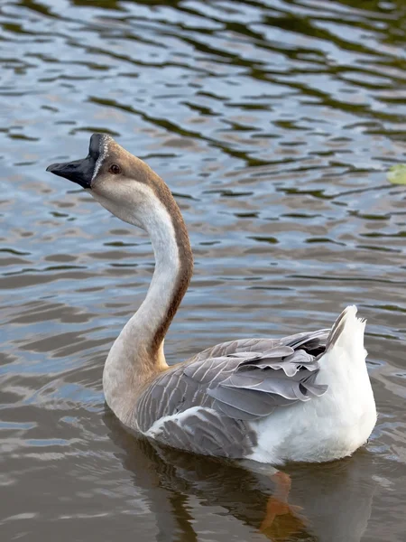 Swan goose male — Stock Photo, Image