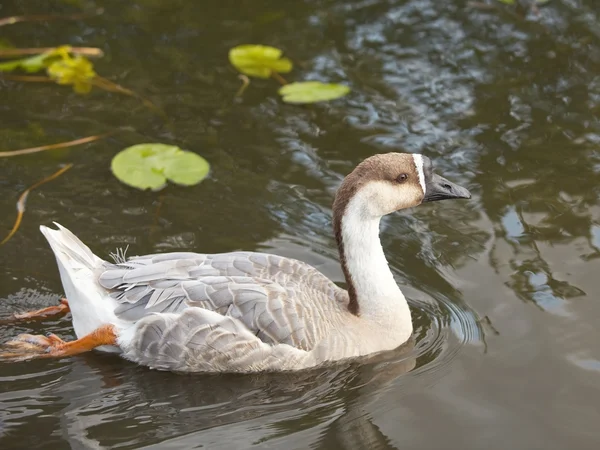 Swan goose female 5 — Stock Photo, Image