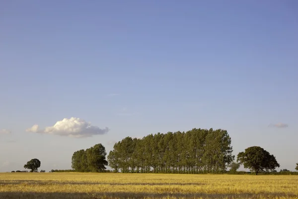 Деревья и ячменное поле — стоковое фото