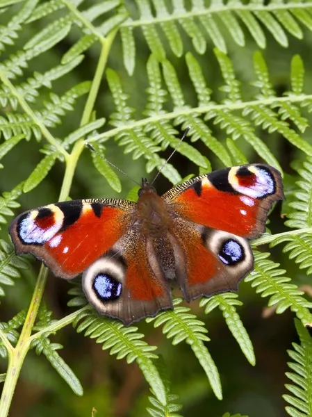Farfalla pavone su felce felce — Foto Stock