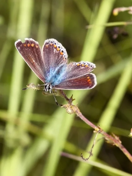 Una mariposa azul común femenina —  Fotos de Stock