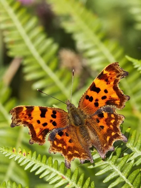 Przecinek motyl na liść paproci — Zdjęcie stockowe
