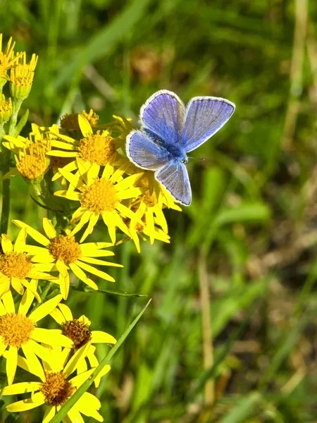 Male common blue butterfly — Stock Photo, Image