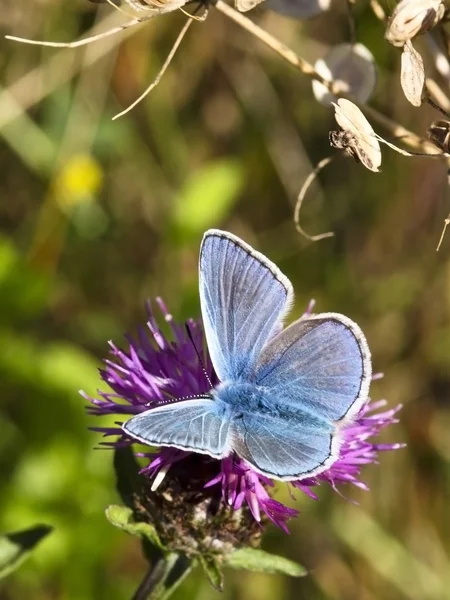 男性常见的蓝蝴蝶 5 — 图库照片