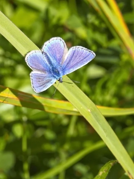 男性常见的蓝蝴蝶 3 — 图库照片