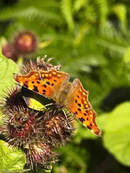 Przecinek motyl na roślinność — Zdjęcie stockowe