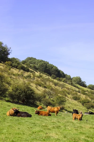 Vaches des Highlands dans une vallée — Photo