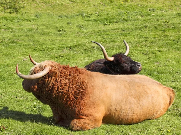 Highland bull og ko - Stock-foto