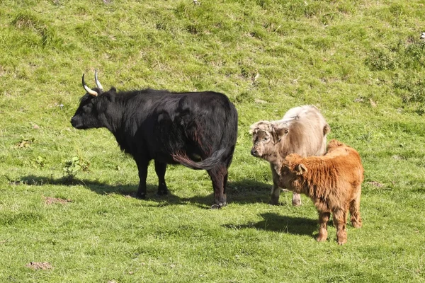 Vaca das Terras Altas e dois vitelos — Fotografia de Stock