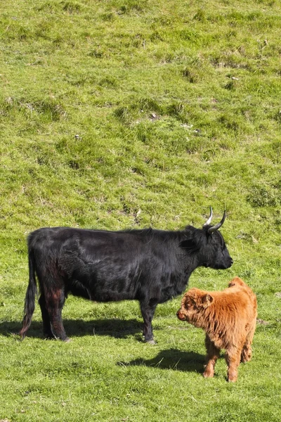 Vaca e vitelo das Terras Altas 2 — Fotografia de Stock