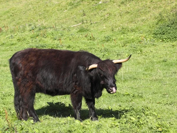 Zwarte highland cow — Stockfoto