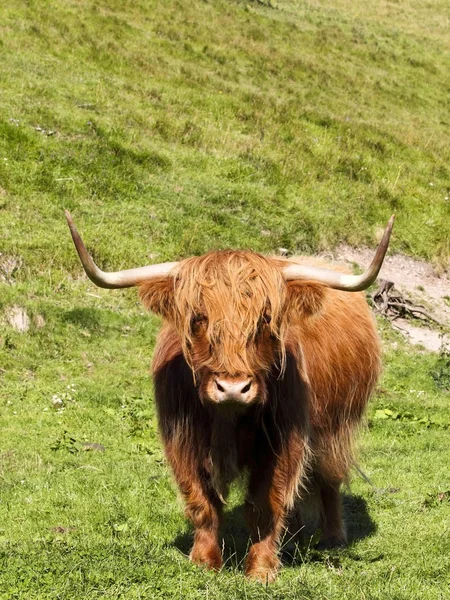 Vaca das terras altas — Fotografia de Stock