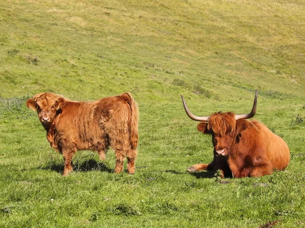 Highland kráva a tele — Stock fotografie