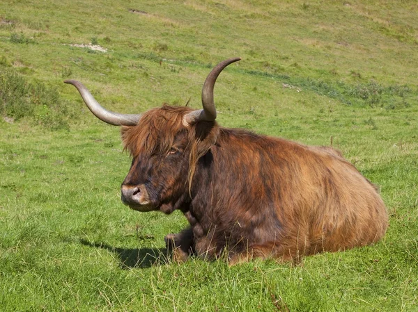 ハイランド牛の牧草地で — ストック写真