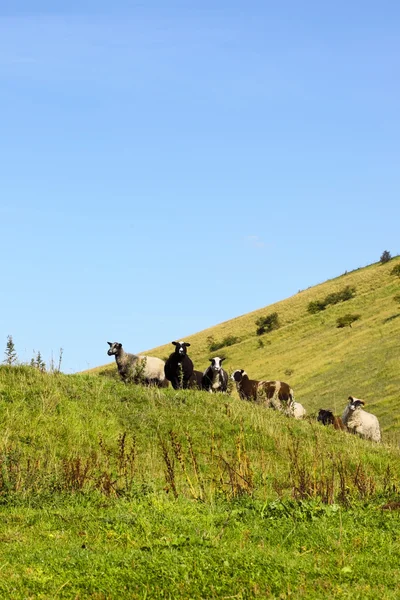 Moutons à flanc de colline — Photo