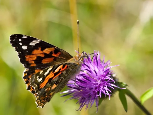Painted lady butterfly on flower Royalty Free Stock Photos