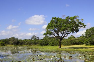 Yala landscape with water lillies clipart