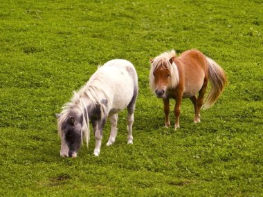Two shetland ponies clipart