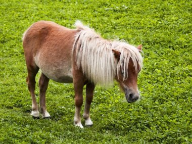 Minature shetland pony clipart