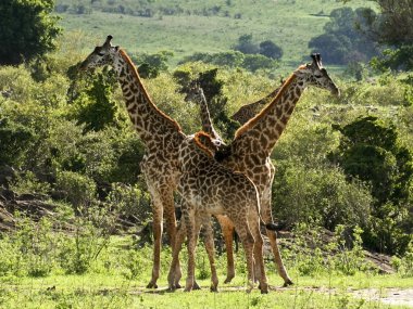 Masai giraffes in kenya clipart