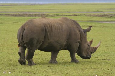 White rhino in kenya clipart