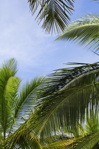 Frondes de palmiers contre un ciel bleu — Photo