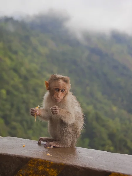 Baby makaak — Stockfoto