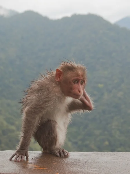 Jonge makaak — Stockfoto