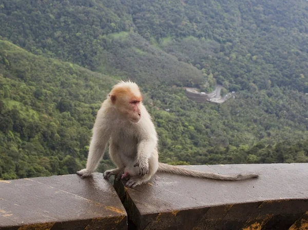 Grandfather macaque — Stock Photo, Image
