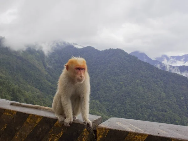 Senior macaque — Stock Photo, Image