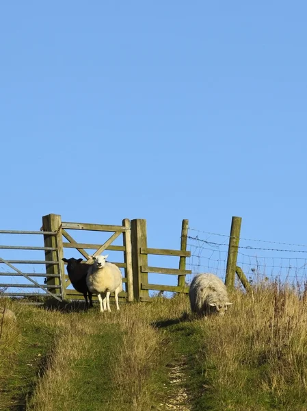Вівці на пагорбі — стокове фото
