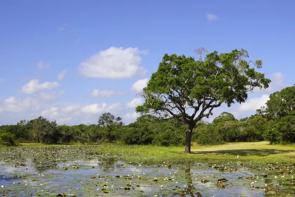Yala landschap met water lelies — Stockfoto