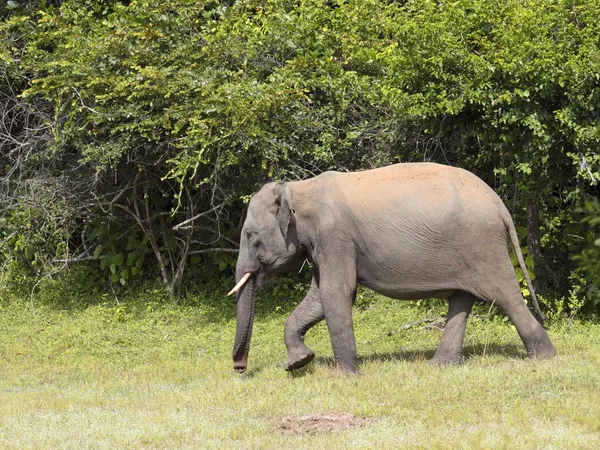 Mladý slon — Stock fotografie