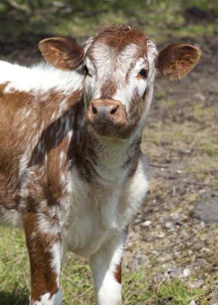Inquisitive calf — Stock Photo, Image