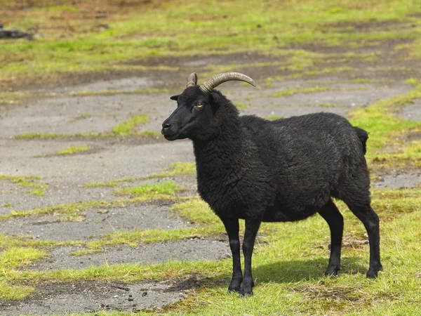 Hebriden-Schafe — Stockfoto