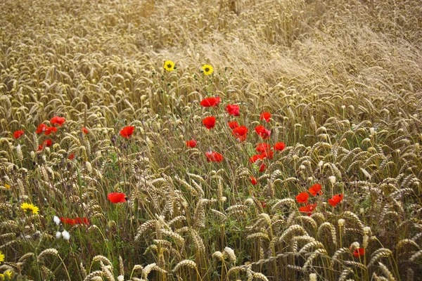 Маки и пшеница — стоковое фото