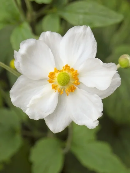 Japanese anemone 2 — Stock Photo, Image