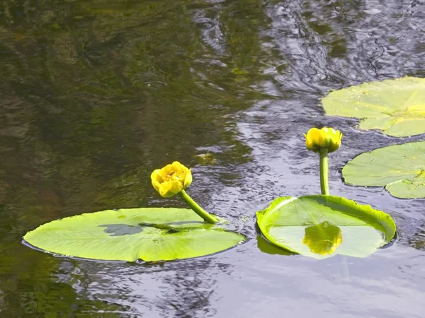 Κίτρινο νερό lillies — Φωτογραφία Αρχείου