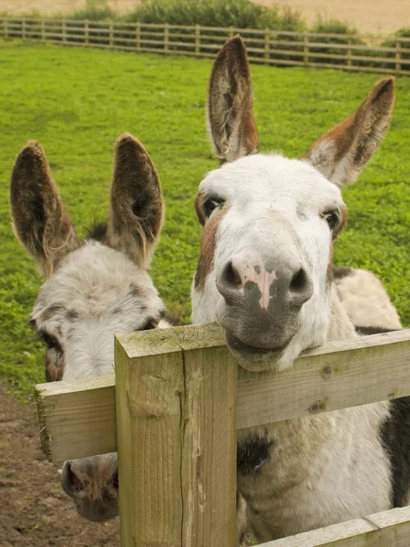 Two donkeys in a paddock — Stock Photo, Image