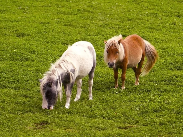 Twee shetland pony 's — Stockfoto