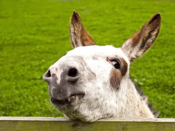 Donkey looking over a fence — Stock Photo, Image