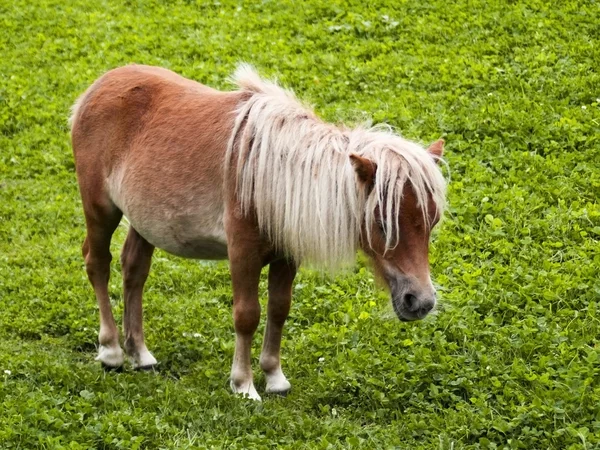 Pequeño pony de shetland —  Fotos de Stock