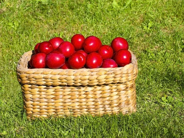 Basket of plums — Stock Photo, Image