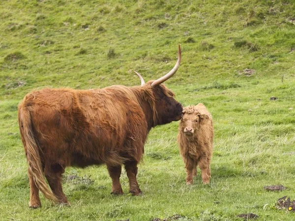 Highland cow and calf — Stock Photo, Image